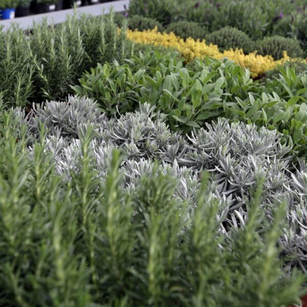 Piante aromatiche - Floricoltura Burlon