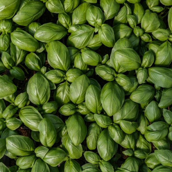 Piante aromatiche - Floricoltura Burlon