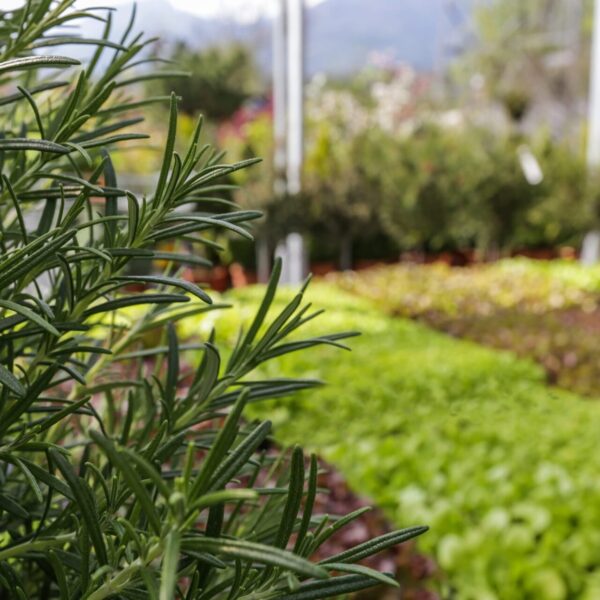 Piante aromatiche - Floricoltura Burlon