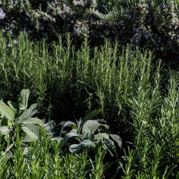 Piante aromatiche - Floricoltura Burlon