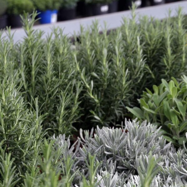 Piante aromatiche - Floricoltura Burlon