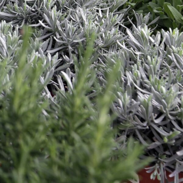 Piante aromatiche - Floricoltura Burlon