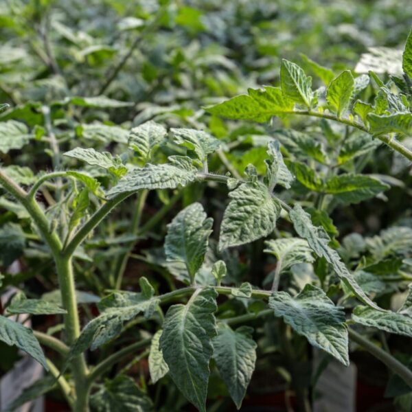 Piante da orto - floricoltura Burlon