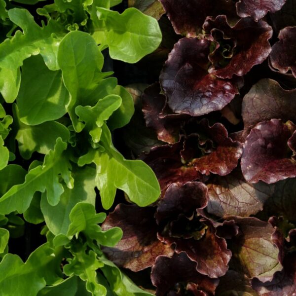 Piante da orto - floricoltura Burlon