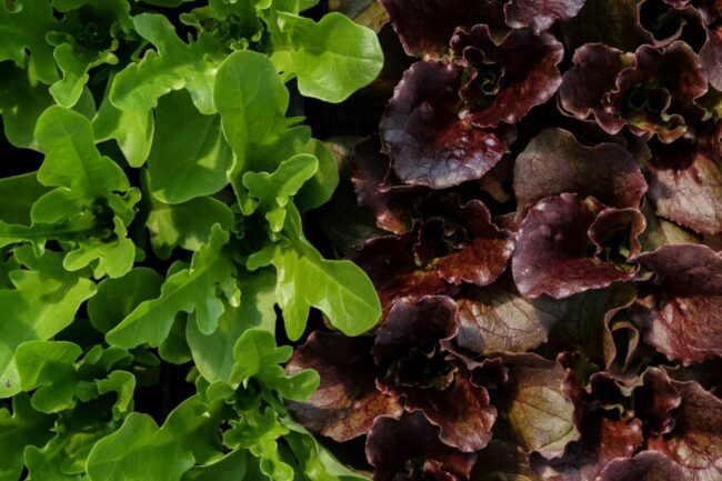 Piante da orto - floricoltura Burlon