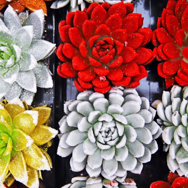 Piante grasse - Floricoltura Burlon