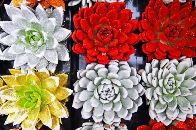 Piante grasse - Floricoltura Burlon