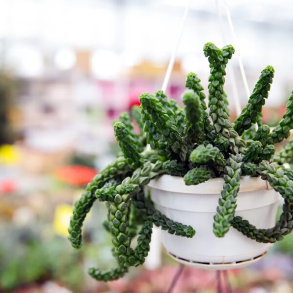 Piante grasse - Floricoltura Burlon