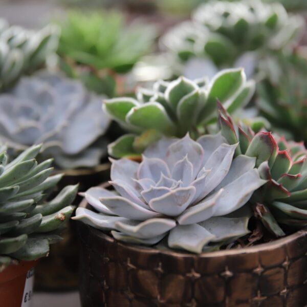 Piante grasse - Floricoltura Burlon