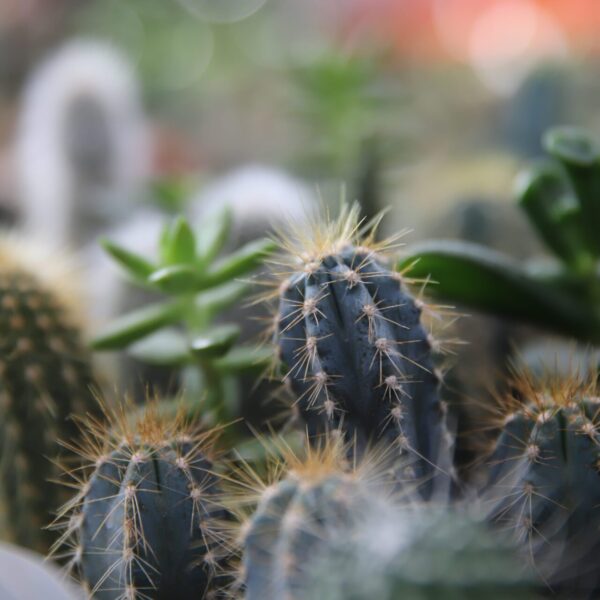 Piante grasse - Floricoltura Burlon