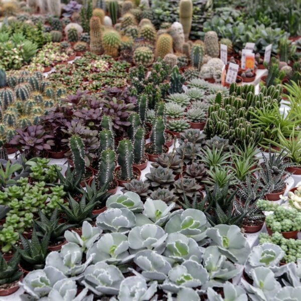 Piante grasse - Floricoltura Burlon