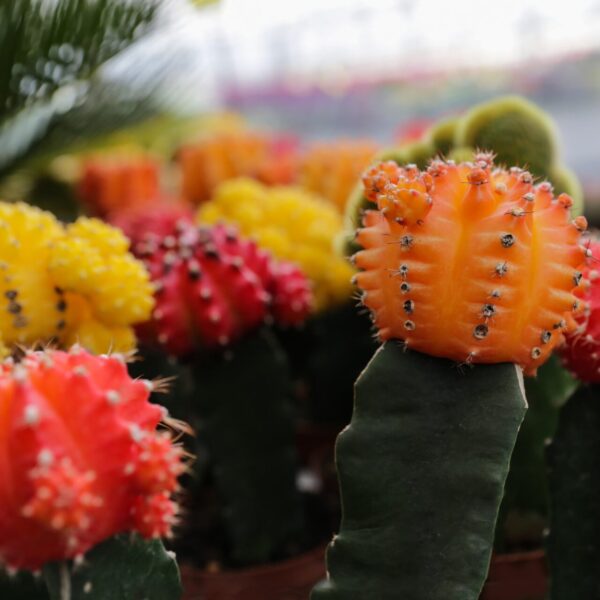 Piante grasse - Floricoltura Burlon