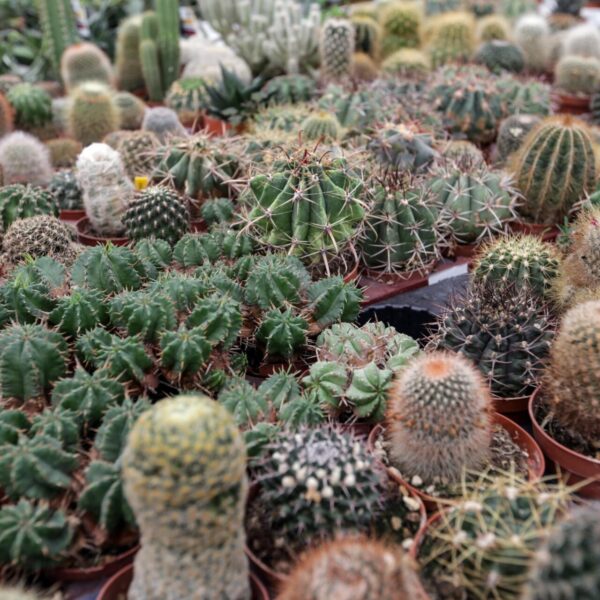 Piante grasse - Floricoltura Burlon