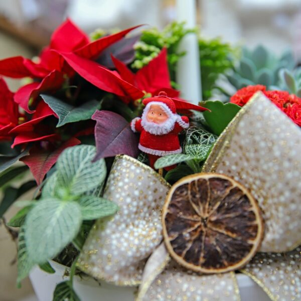 Piante di Natale - Floricoltura Burlon