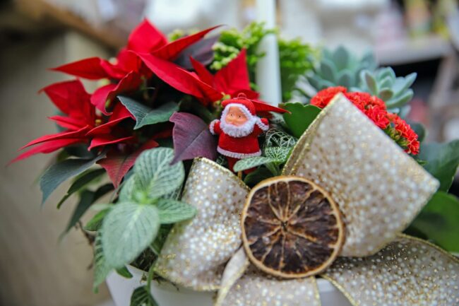 Piante di Natale - Floricoltura Burlon