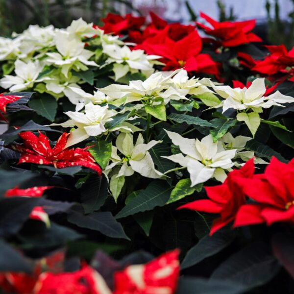 Piante di Natale - Floricoltura Burlon