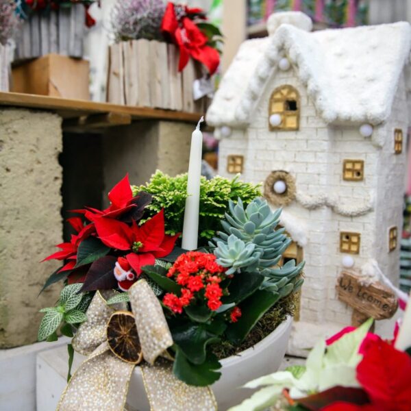 Piante di Natale - Floricoltura Burlon