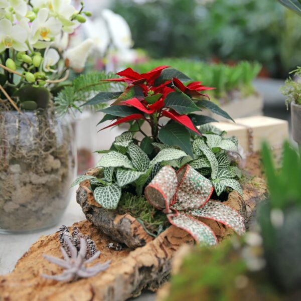 Piante di Natale - Floricoltura Burlon