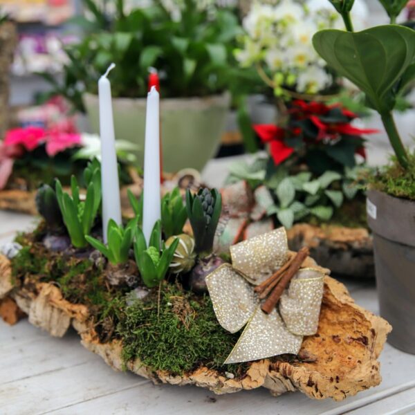 Piante di Natale - Floricoltura Burlon