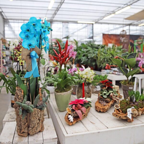 Piante di Natale - Floricoltura Burlon