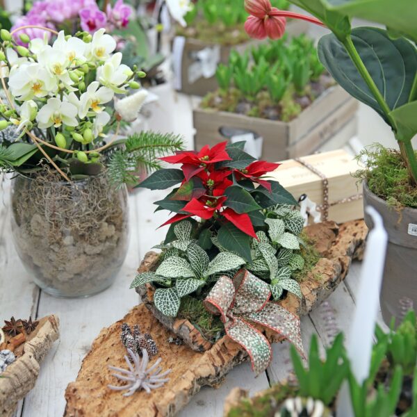 Piante di Natale - Floricoltura Burlon