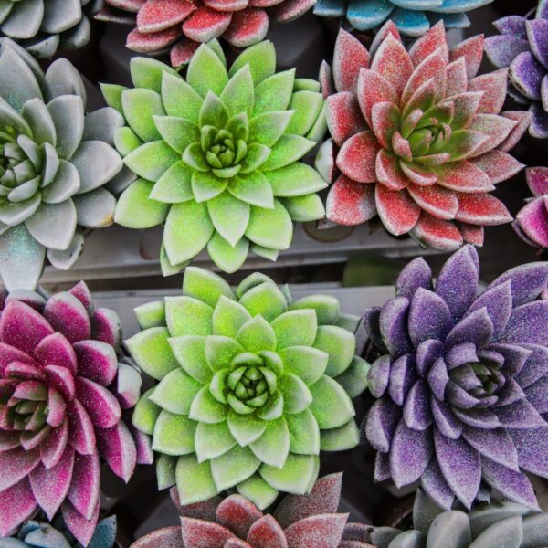 Piante di Natale - Floricoltura Burlon