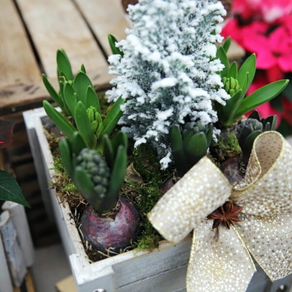 Piante di Natale - Floricoltura Burlon