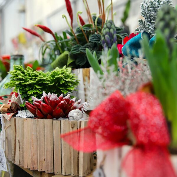 Piante di Natale - Floricoltura Burlon