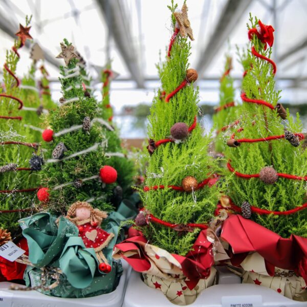 Piante di Natale - Floricoltura Burlon