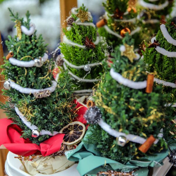 Piante di Natale - Floricoltura Burlon