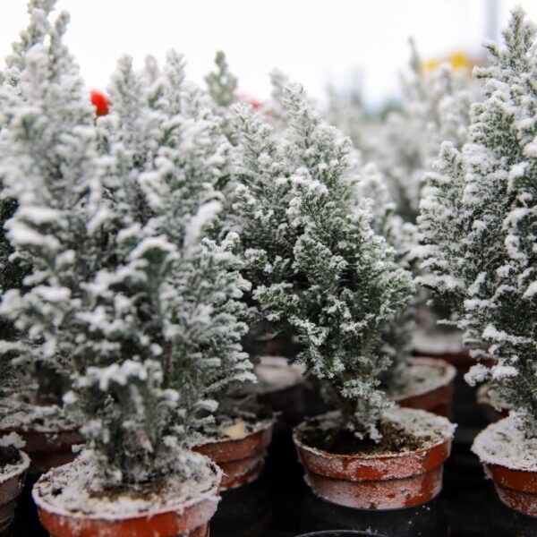 Piante di Natale - Floricoltura Burlon