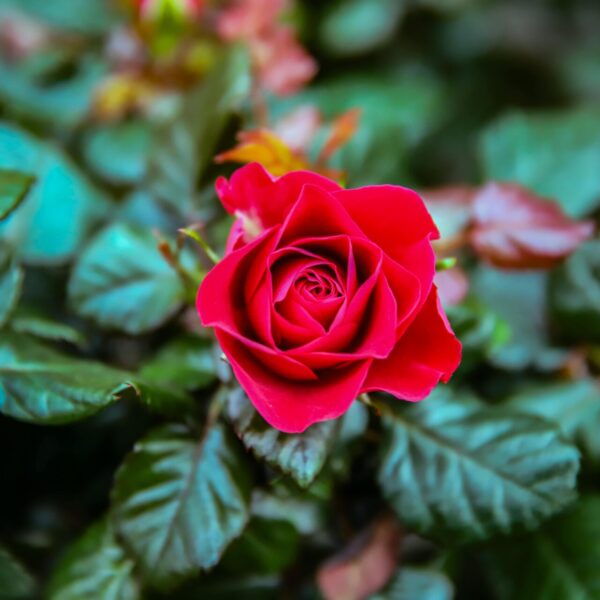 Piante di Natale - Floricoltura Burlon