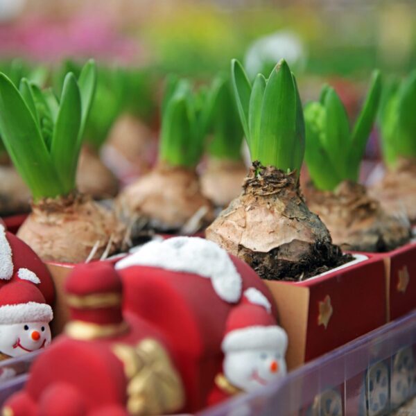 Piante di Natale - Floricoltura Burlon