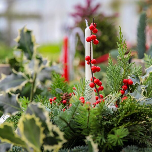 Piante di Natale - Floricoltura Burlon