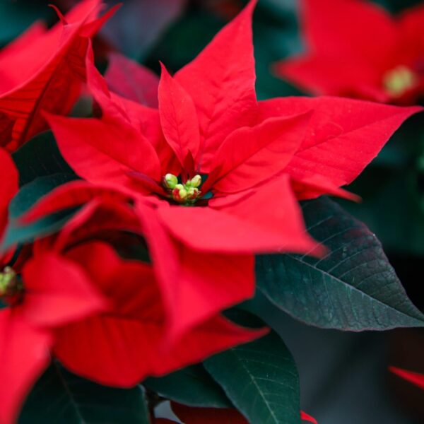 Piante di Natale - Floricoltura Burlon