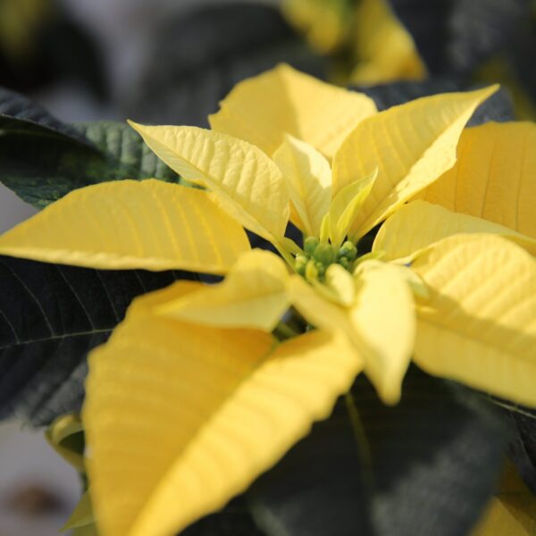 Piante di Natale - Floricoltura Burlon