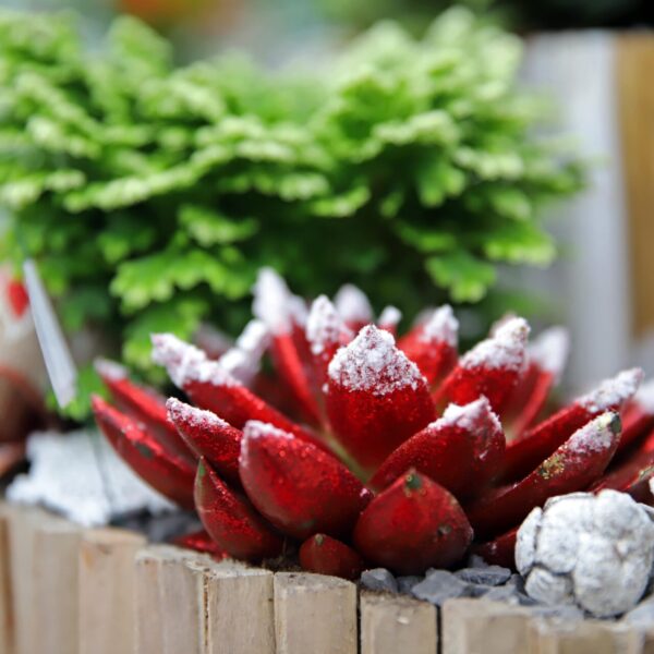 Piante di Natale - Floricoltura Burlon