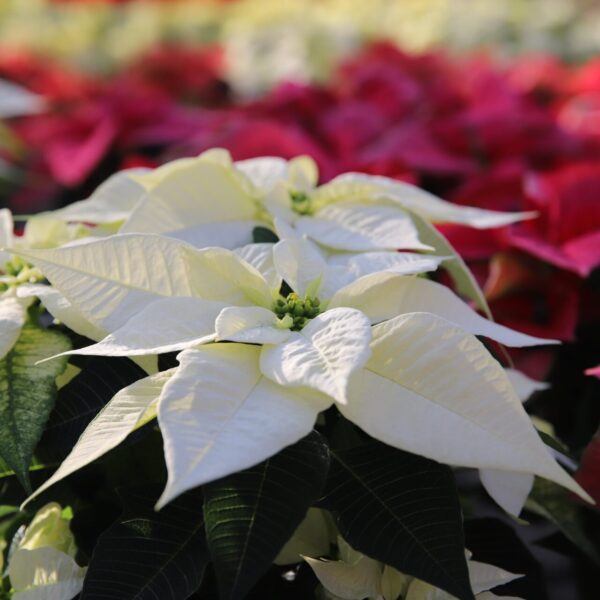 Piante di Natale - Floricoltura Burlon