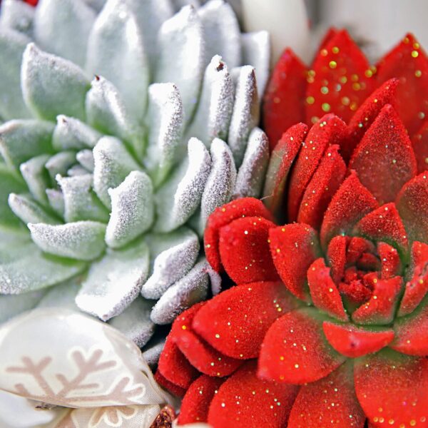 Piante di Natale - Floricoltura Burlon