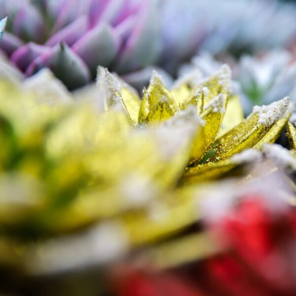 Piante di Natale - Floricoltura Burlon