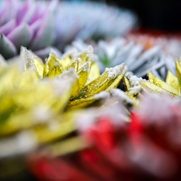 Piante di Natale - Floricoltura Burlon