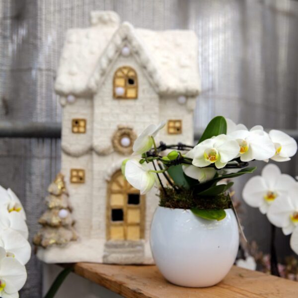 Piante di Natale - Floricoltura Burlon