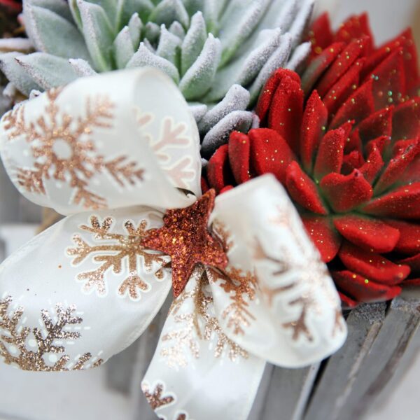 Piante di Natale - Floricoltura Burlon