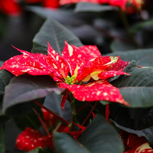 Piante di Natale - Floricoltura Burlon