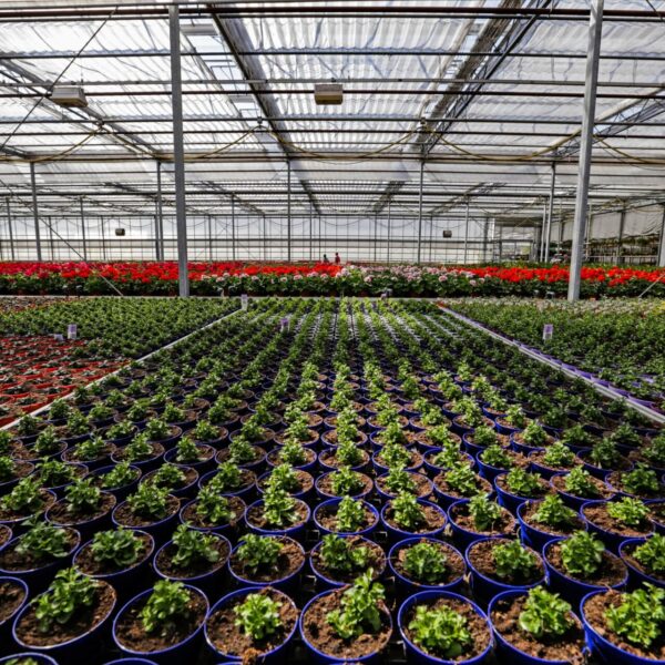 Piante vivaio - Floricoltura Burlon