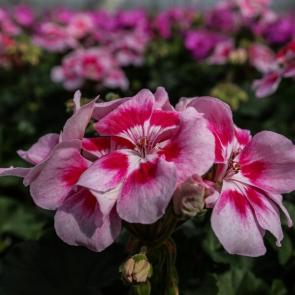 Piante vivaio - Floricoltura Burlon