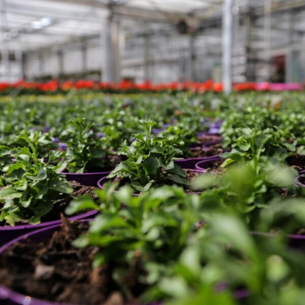 Piante vivaio - Floricoltura Burlon