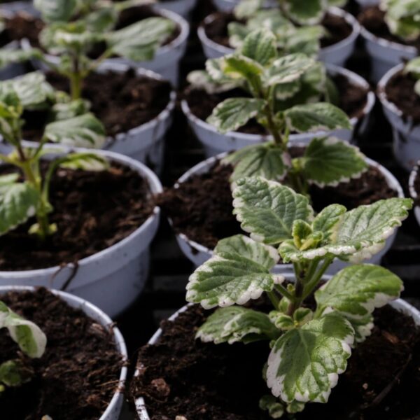 Piante vivaio - Floricoltura Burlon