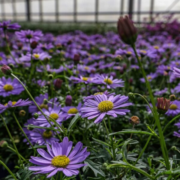 Piante vivaio - Floricoltura Burlon
