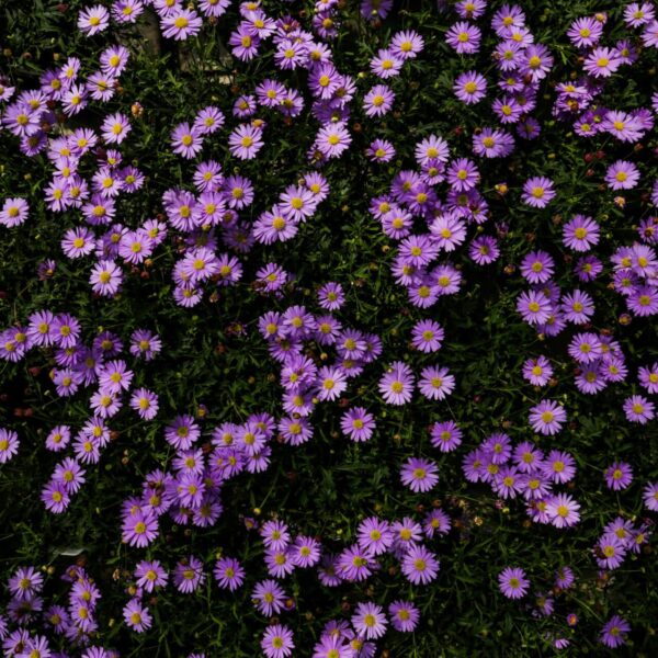 Piante vivaio - Floricoltura Burlon